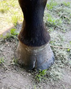 Hornspalte ved at gro ned