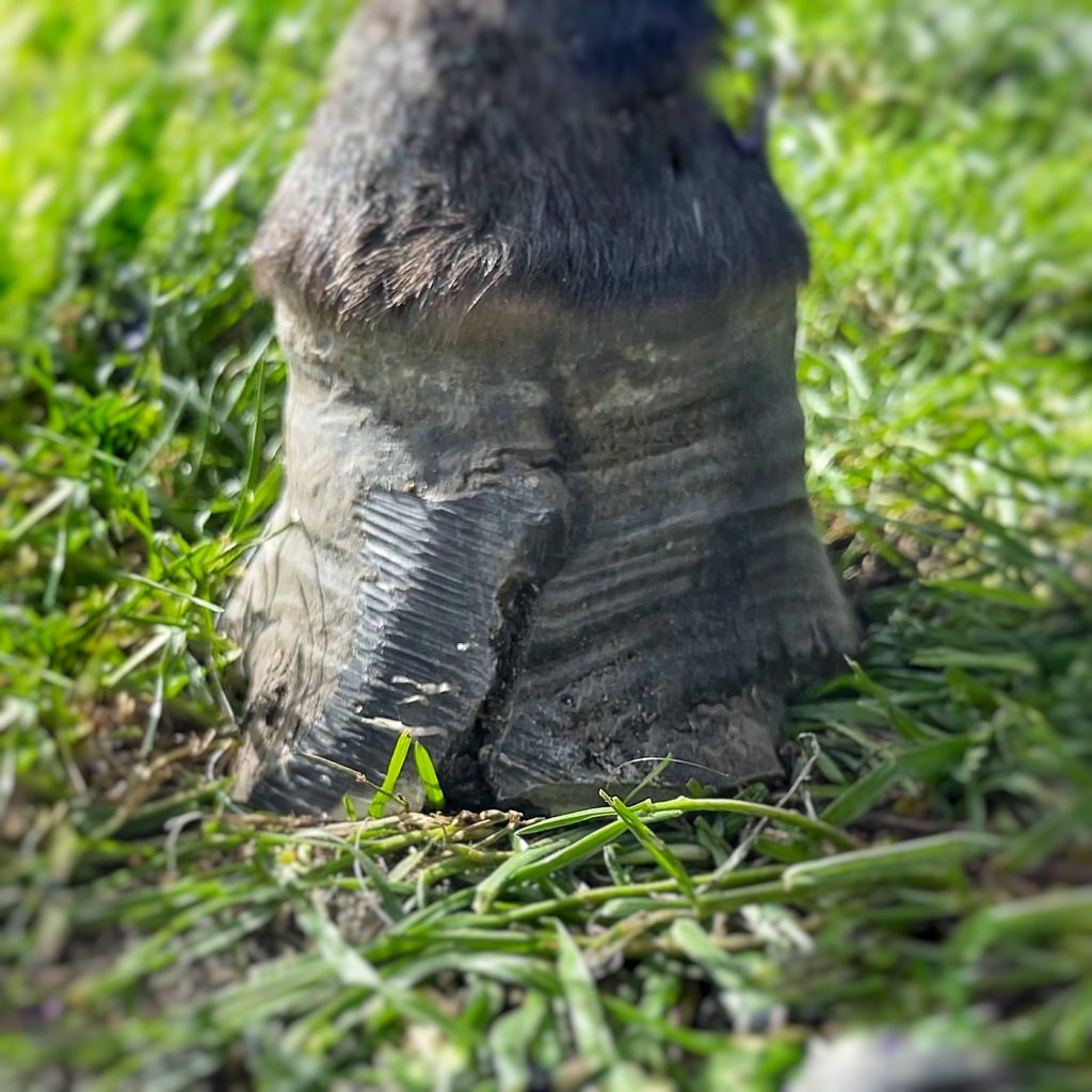 Hov med stor og meget dyb hornspalte