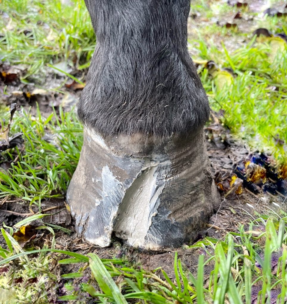 Hov med stor hornkløft / hornspalte nu i behandling